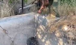Nesli tükenme tehlikesi altındaki oklu kirpi böyle kurtarıldı