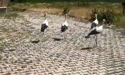 Tedavisi yapılan leylekler doğaya bırakıldı