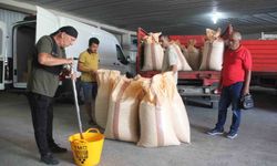 TMO, Ordu'da fındık alımına başladı