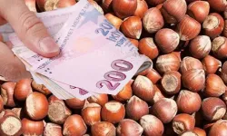 Sakarya’da fındık mesaisi başladı: TMO kapılarını açtı!