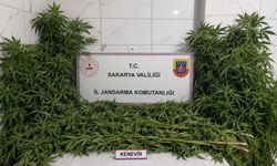 Karasu'da fotokapanla uyuşturucu operasyonu: 1 tutuklama