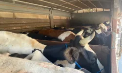 Kaçak hayvan taşıyan sürücüye şok ceza!