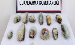 Bolu'da 22,5 metre kaçak ağ ele geçirildi