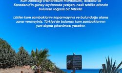 Didim Belediyesi Kum Zambağı'nı koruma altına aldı