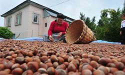 Düzce'den AB ülkelerine 7 bin 192 ton fındık ihraç edildi