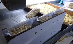 Fındıkta hasat sezonu tamamlandı; kırım, kavurma ve paketleme çalışmaları başladı