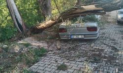 Fırtınada kökünden sökülen ağaç otomobilin üzerine devrildi