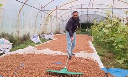 Karadeniz'de dinmeyen yağmurda serada fındık kurutma dönemi