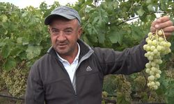 Sarı altın Müşküle üzümünde hasat heyecanı başladı