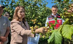 Vali Arslan, Bartın'da fındık hasadına katıldı