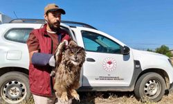 Yaralı puhu kuşu koruma altına alındı