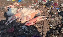 Kuzey Marmara Otoyolu'nda 130 kilo kaçak et ele geçirildi