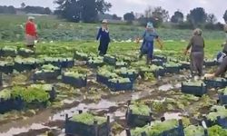 Göle dönen tarlalarda üreticiler mahsulleri kurtarmak için zamana karşı yarışıyor