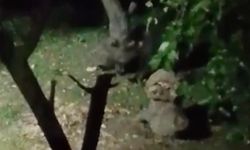 Ayı elma ziyafetine çıktı, ev sahibinin sözleri güldürdü