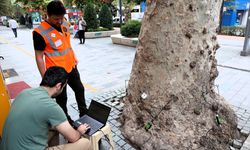 Kocaeli'deki yaklaşık 600 anıt ağacın sağlık durumu akustik tomografiyle değerlendirilecek