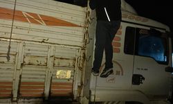 Kuzey Marmara Otoyolu'nun Sakarya kesiminde belgesiz taşınan 8 büyükbaş hayvana el konuldu