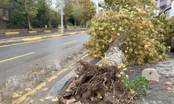 Sakarya'da sağanak mahalleyi su altında bıraktı, kuvvetli rüzgar ağaçları devirdi