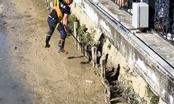 Yalova'da dereye düşen iki kedi kurtarıldı