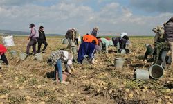 Adilcevaz'da patates tarlalarında ekmek mücadelesi: Mevsimlik işçilerin zorlu mesaisi