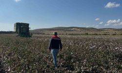 Aliağa'da beyaz altın hasadı başladı