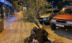 Bandırma'da fırtınada kökünden sökülen ağaç aracın üzerine devrildi