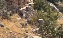 Batman'da nesli tehlike altında bulunan çizgili sırtlan görüntülendi