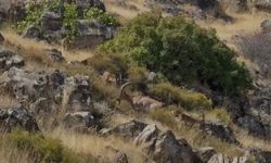 Elazığ'da koruma altındaki dağ keçileri sürü halinde görüntülendi