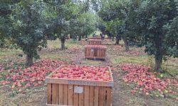 Elma üreticisi maliyet altında eziliyor