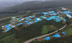 Fındığı kurutmak isteyen üreticilere branda uyarısı: 'Direkt temas çürümeye neden olabilir'