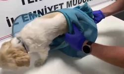Pes dedirten yöntem: Uyuşturucuyu evcil hayvan pusetine gizlediler