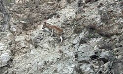 Tunceli'de nesli tükenme tehlikesi altında olan dağ keçisi görüntülendi
