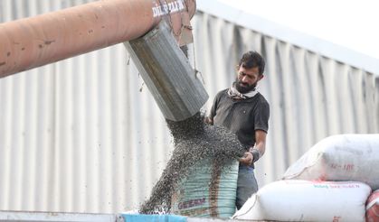 Sakarya'da ayçiçeği üreticileri hasat mesaisinde