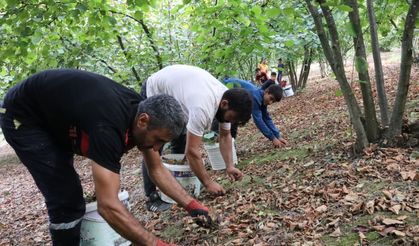 Fındık toplayıp okul masraflarını çıkarıyorlar