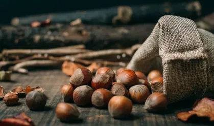 Serbest Piyasada Fındık Ne Kadar? Sakarya Güncel Fındık Fiyat Listesi