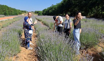 Sakarya'da çiçek açan lavanta bahçeleri ziyaretçilerini ağırlıyor