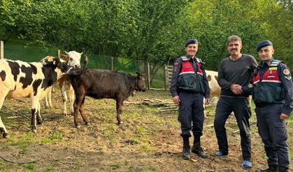 Vatandaşın kaybolan büyükbaşlarını jandarma dron ile buldu