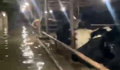 Sular altında kalan ahırdaki hayvanların bekleyişi kamerada