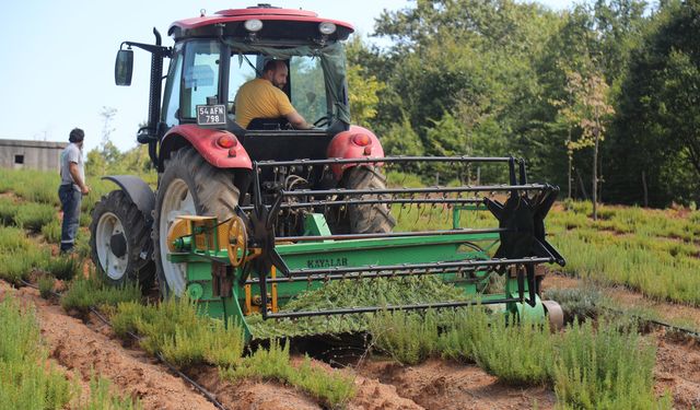 Biberiye hasadında hedef 15 ton