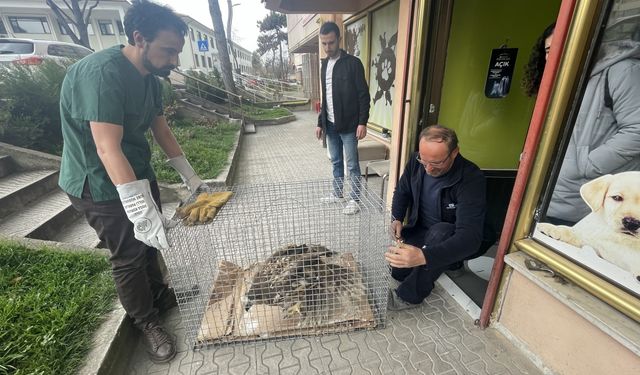 Bolu'da kanadı ampute edilen şah kartal Sakarya'da yeni yuvasına kavuştu