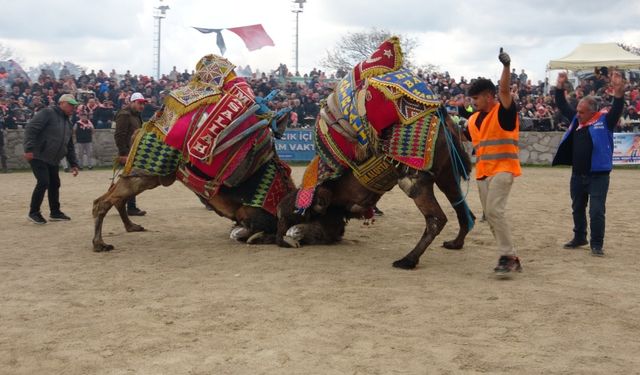 Çanakkale'de 300 pehlivan deve arenaya çıktı