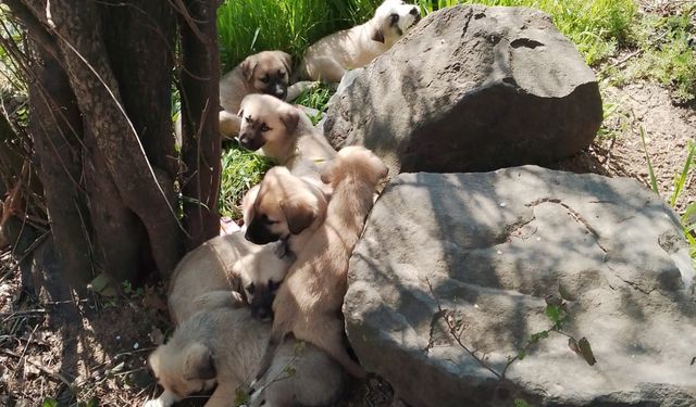 Edirne'de çuvallar içinde terk edilen 14 köpek yavrusu barınağa alındı