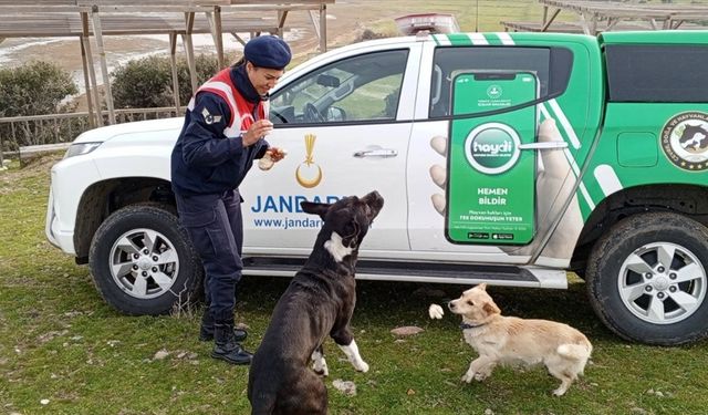 Edirne'de jandarma ekipleri Gala Gölü'nde besleme yaptı