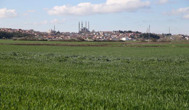 Mevsim normallerinin üstündeki sıcaklıklar Edirne'de bazı buğday tarlalarında hastalığa yol açtı