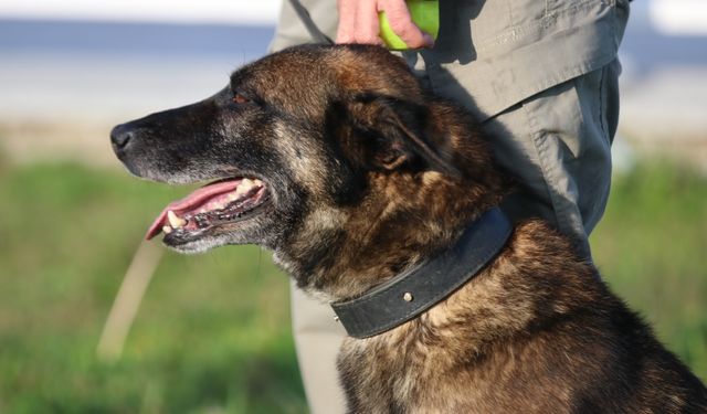 Narkotik köpekleri "Ares" ve "Lina" zehir tacirlerine geçit vermiyor