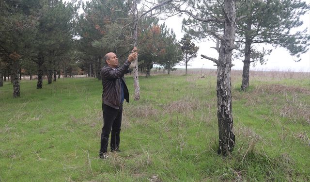 Trakya'da artan tırtıl popülasyonu çam ağaçlarının kurumasına neden oluyor