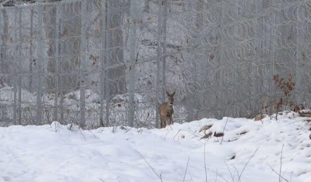 DOKU Derneği'nden 'Dünya Yaban Hayatı Günü' mesajı