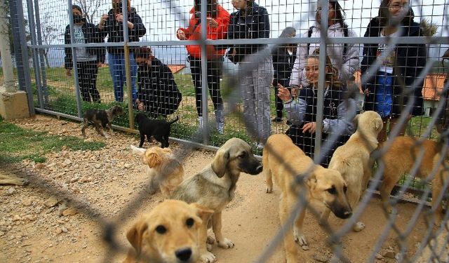 Muğla'da 3 bin 174 candostu sahiplendirdi