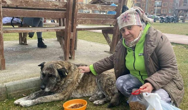 22 yıldır sokak hayvanlarını besliyor