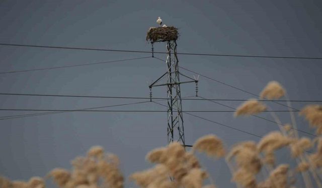 5 bin kilometre yol kat edip ata yurduna döndüler