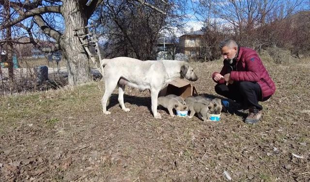 9 yavrusu bulunan sokak köpeğine mahalleli sahip çıkıyor